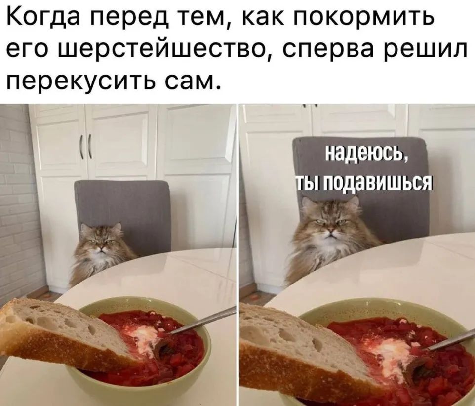Когда перед тем как покормить его шерстейшество сперва решил перекусить сам надеюсь _ Ь ПОДаВИШЬСЯ