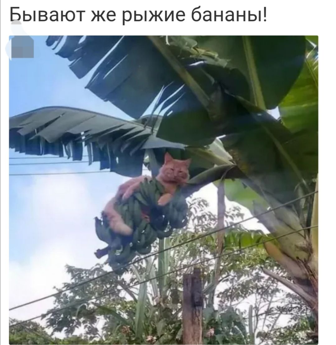 Бывают же рыжие бананы