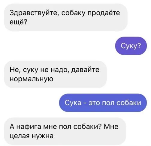 Здравствуйте собаку продаёте ещё Не суку не надо давайте нормальную Сука это под собаки А нафига ми пол собаки Мне цепая нужна