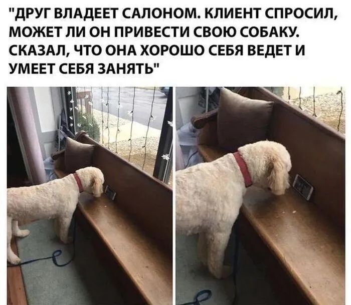 дРУГ ВЛАДЕЕТ САЛОНОМ КЛИЕНТ СПРОСИЛ МОЖЕТ ЛИ ОН ПРИВЕСТИ СВОЮ СОБАКУ СКАЗАЛ ЧТО ОНА ХОРОШО СЕБЯ ВЕДЕТ И УМЕЕТ СЕБЯ ЗАНЯТЬ