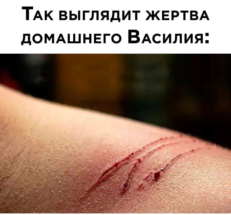 ТАк выглядит ЖЕРТВА дОМАШНЕГО ВАсилия