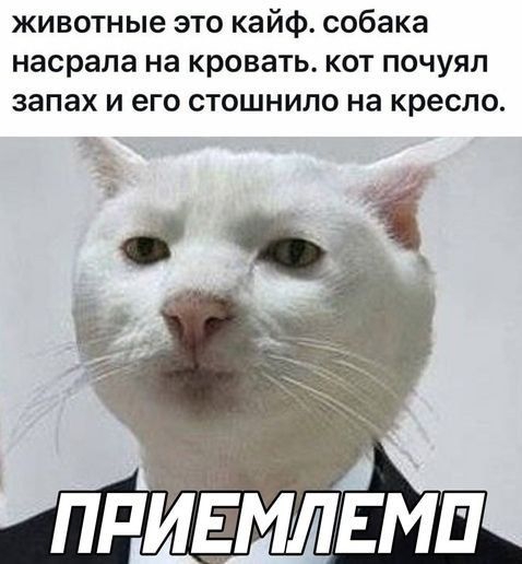 животные это кайф собака насрапа на кровать кот почуял запах и его стошнило на кресло