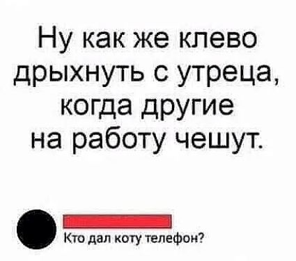 Ну как же клево дрыхнуть с утреца когда другие на работу чешут Кто дал коту телефон