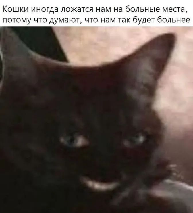 КОШКИ иногда ЛОЖЭТСЯ нам на больные МЕСТЗ ПОТОМУ ЧТО ДУМЭЮТ ЧТО нам Так будет больнее