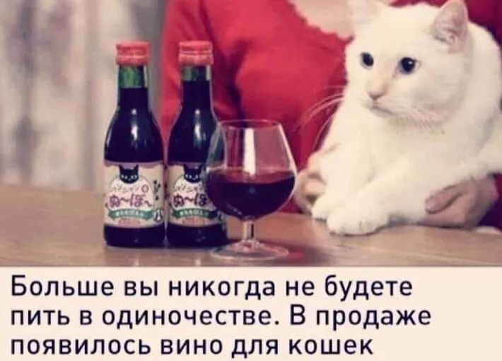 Больше вы никогда не будете пить в одиночестве В продаже появилось вино для кошек