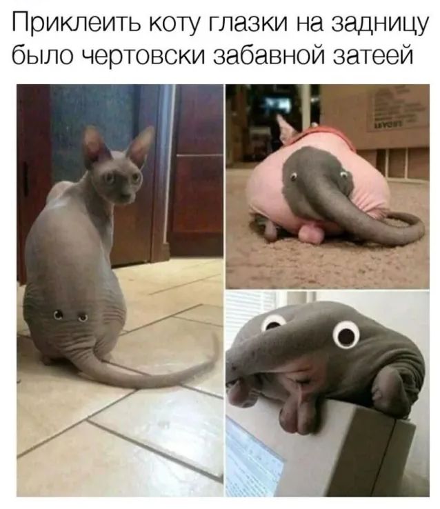 Приклеить коту глазки на задницу было чертовски забавной затеей