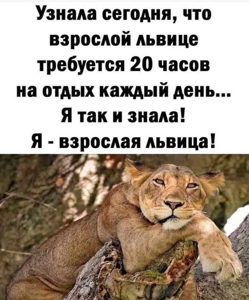 Узнала сегодня что взрослой львице требуется 20 часов на отдых каждый день Я так и знала