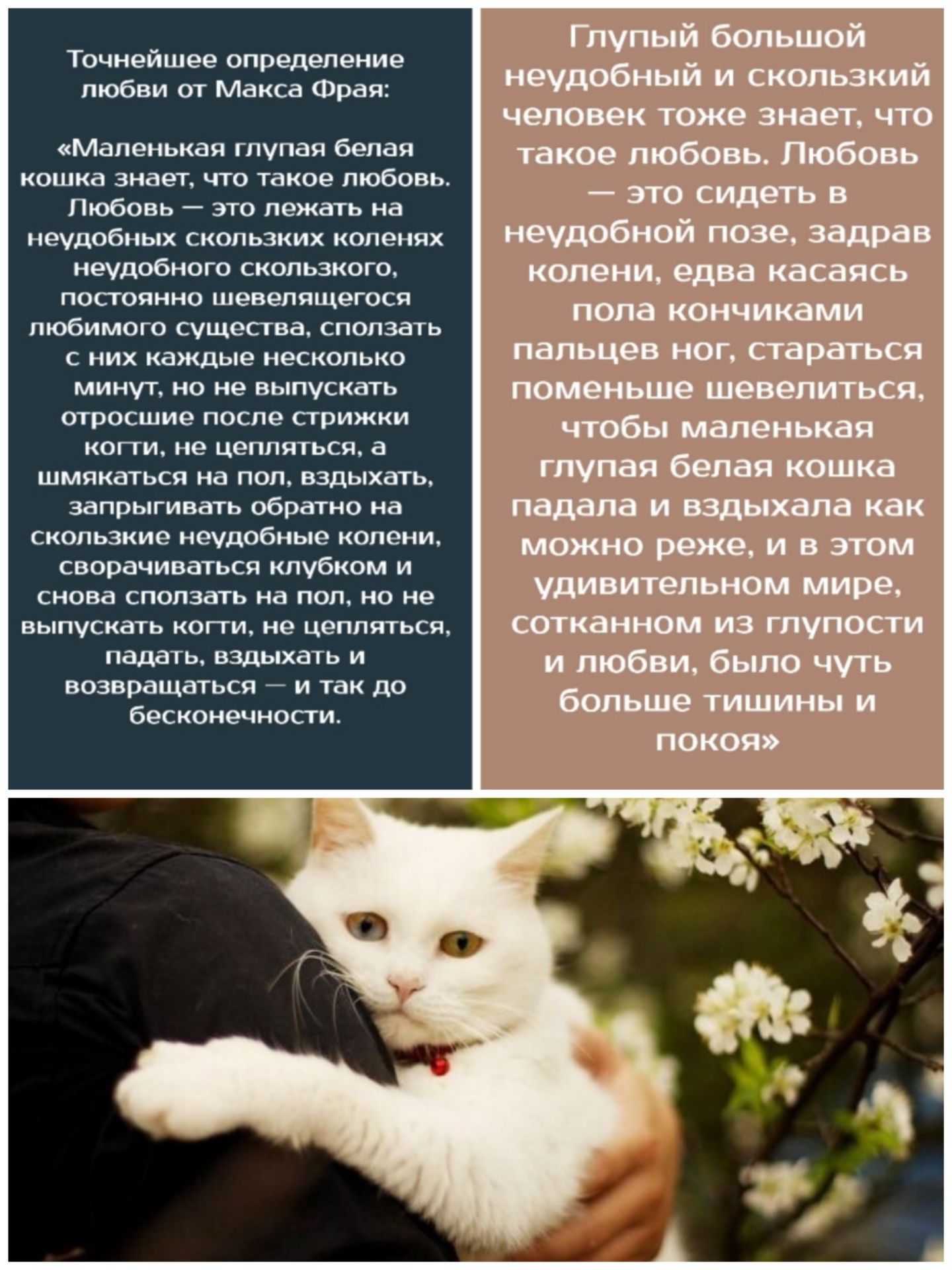 Точнейшее определение любви от Макса Фрая Маленькая глупая белая кошка знает что такое любовь Любовь это лежать на неудобных скользких коленях неудобного скользкого постоянно шевелящегося любимого существа сползать с них каждые несколько минут но не выпускать отросшие после стрижки когги не цепляться а шмякаться на пол вздыхать запрыгивать обратно на скользкие неудобные колени сворачиваться клубко