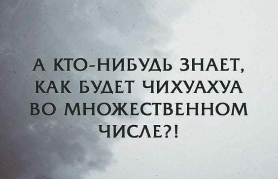 ёнигэУАь ЗНАЕТ АЕТ ЧИХУАХУА
