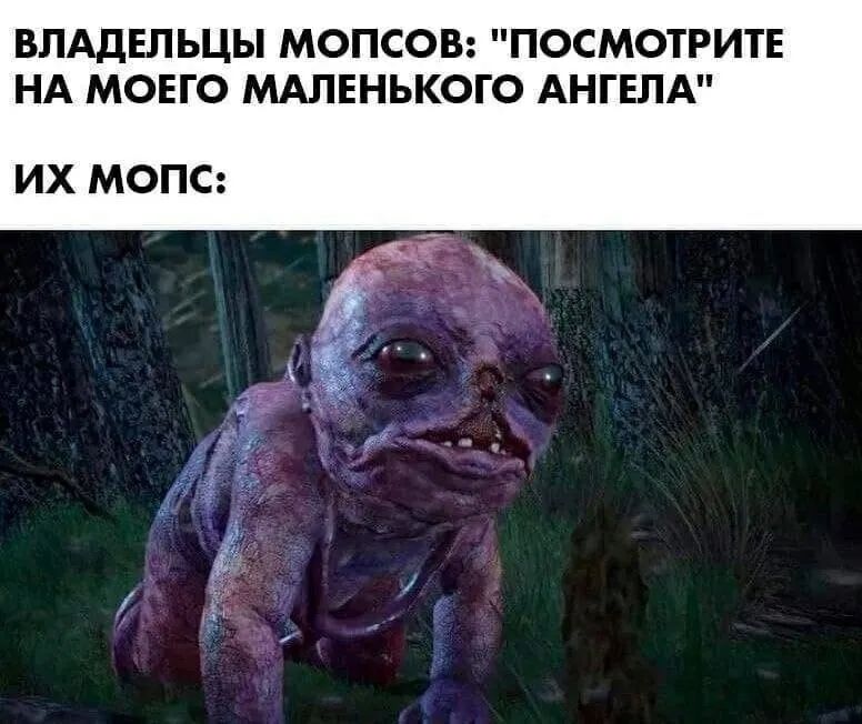 ВЛАДЕЛЬЦЫ МОПСОВ ПОСМОТРИТЕ НА МОЕГО МАЛЕНЬКОГО АНГЕЛА ИХ МОПС