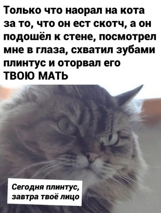 Только что наорал на кота за то что он ест скотч а он подошёл к стене посмотрел мне в глаза схватил зубами плинтус и оторвал его ТВОЮ МАТЬ Сегодня плинтус завтра твоё лицо