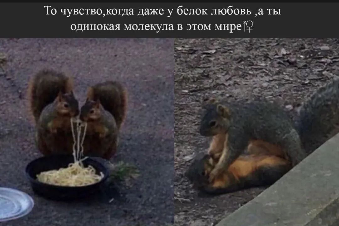 То чувствокогда даже у белок любовь а ты одинокая молекула в этом миреТ9 Гб _