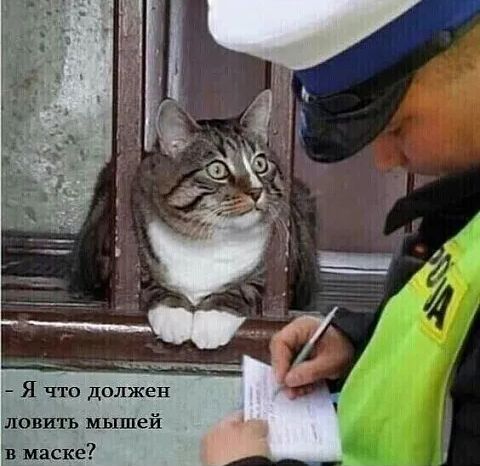 Я что должен ловить мышей в маске