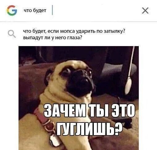что будет что будет если мопса ударить по затылку выпадут ли у него глаза