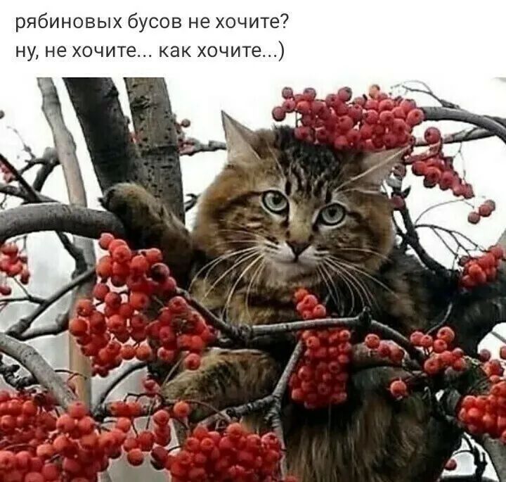 рябиновых бусов не хочите ну не хочите как хочит
