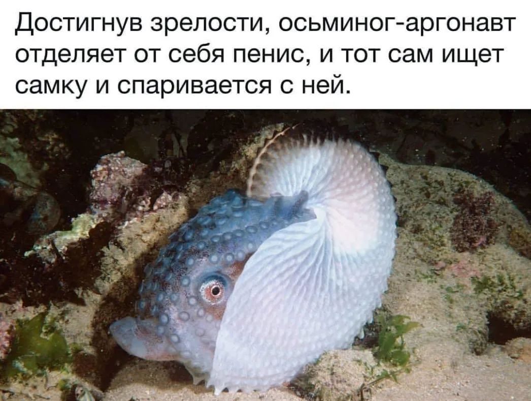 Достигнув зрелости осьминогаргонавт отделяет от себя пенис и тот сам ищет самку и спаривается с ней