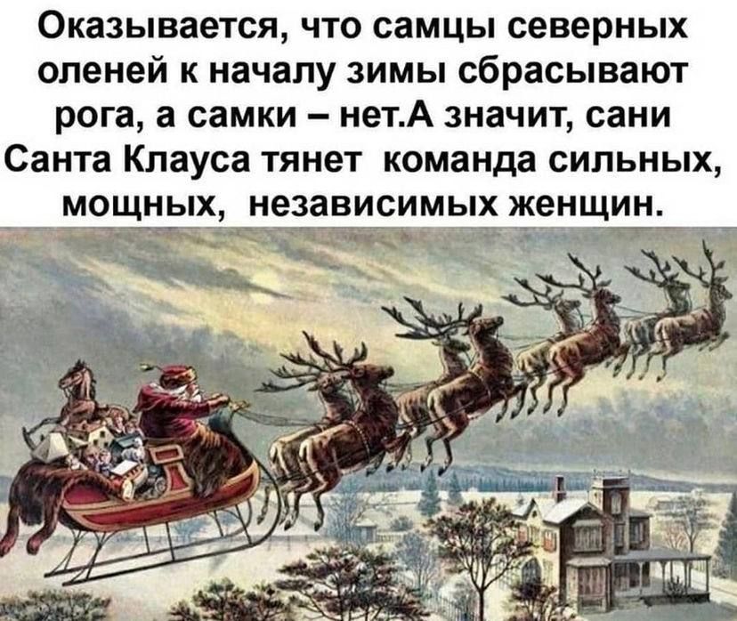 Оказывается что самцы северных оленей к началу зимы сбрасывают рога а самки нетА значит сани Санта Клауса тянет команда сильных мсщных независимых женщин 7757 _м