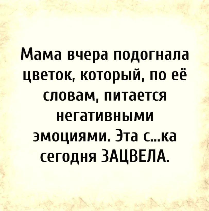 Мама вчера подогнала цветок который по её словам питается негативными эмоциями Эта ка сегодня ЗАЦВЕПА