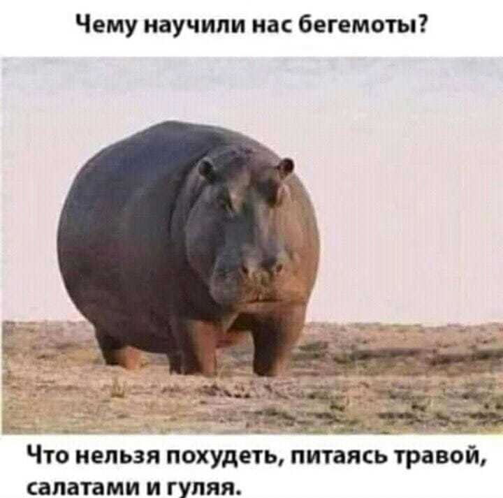 Чему научили на бегемоты ЧТО НЕЛЬЗЯ ПОХУДЕТЬ питаясь ТРЗВОЙ сапатами И ГУПЯЯ