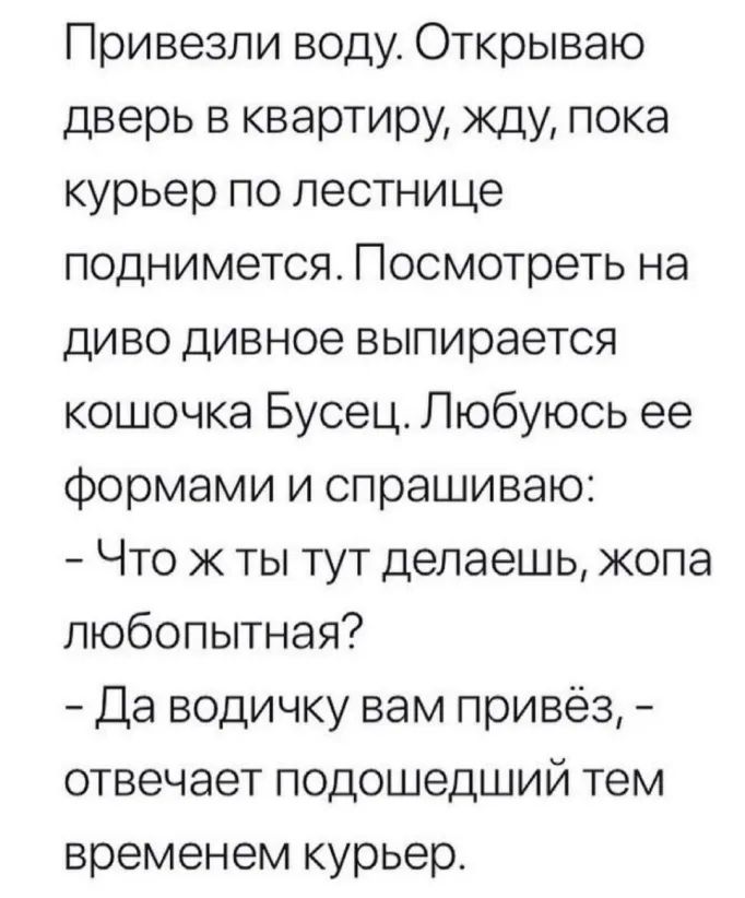 Привезли воду Открываю дверь в квартиру жду пока курьер по лестнице поднимется Посмотреть на диво дивное выпирается кошочка Бусец Любуюсь ее формами и спрашиваю Что ж ты тут делаешь жопа любопытная Да водичку вам привёз отвечает подошедший тем временем курьер