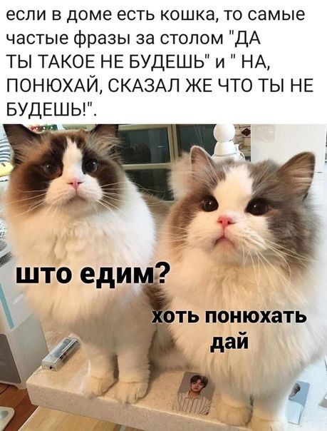 если в доме есть кошка то самые частые фразы за столом ДА ТЫ ТАКОЕ НЕ БУДЕШЬ и НА ПОНЮХАЙ СКАЗАЛ ЖЕ ЧТО ТЫ НЕ БУДЕШЬ
