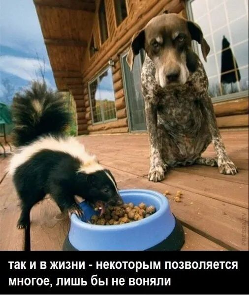 так И В ЖИЗНИ некоторым ПОЗВОЛЯОТСЯ МНОГОЕ лишь бы не ВОНЯПИ