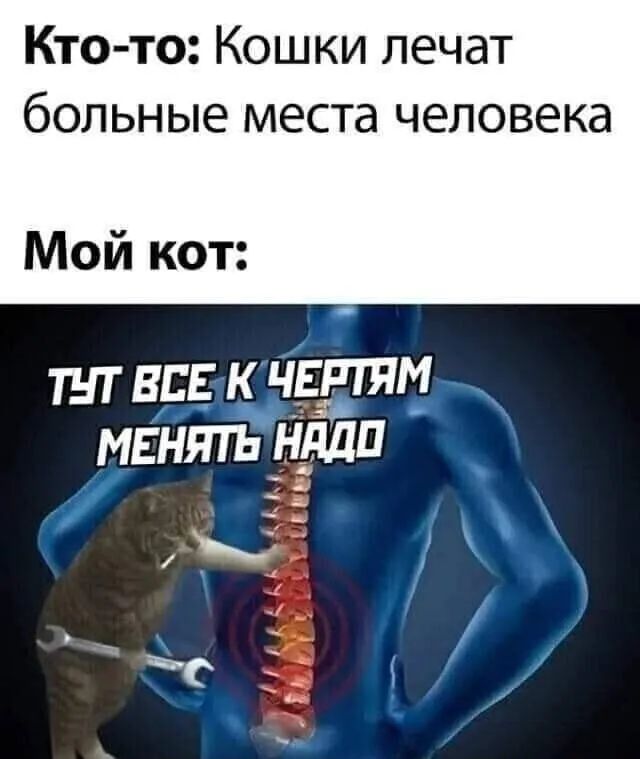 Кто то Кошки лечат больные места человека Мой кот ТНТ ВСЕ К ЧЕРТЯМ МЕНЯТЪ НддП