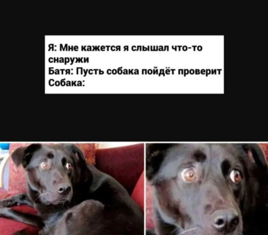 Я Мне кажется я слышал чтото снаружи Батя Пусть собака пойдёт проверит Собака