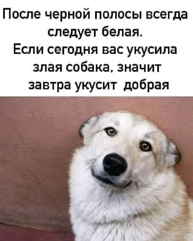 После черной полосы всегда следует белая Если сегодня вас укусила злая собака значит завтра укусит добрая