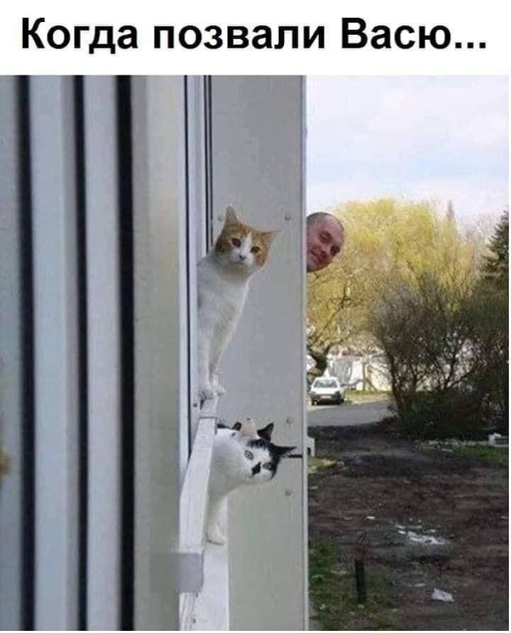 Когда позвали Васю а