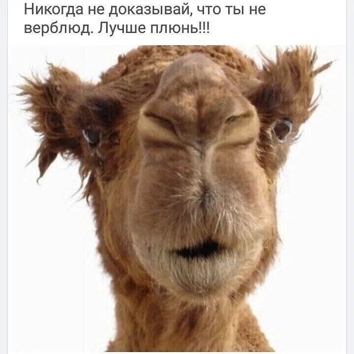 Никогда не доказывай что ты не верблюд Лучше плюнь
