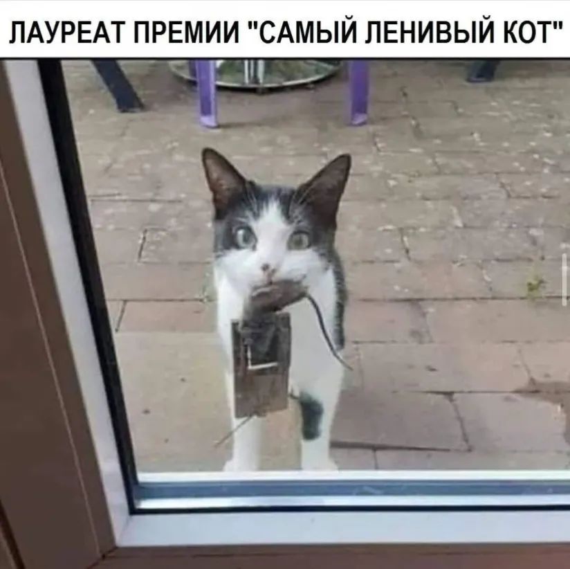 ЛАУРЕАТ ПРЕМИИ САМЫЙ ПЕНИВЫИ КОТ