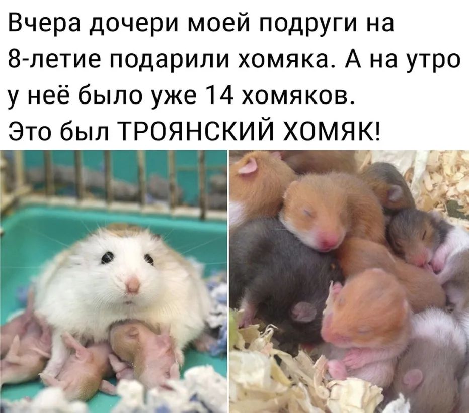 Вчера дочери моей подруги на 8 летие подарили хомяка А на утро у неё было уже 14 хомяков Это был ТРОЯНСКИЙ ХОМЯК