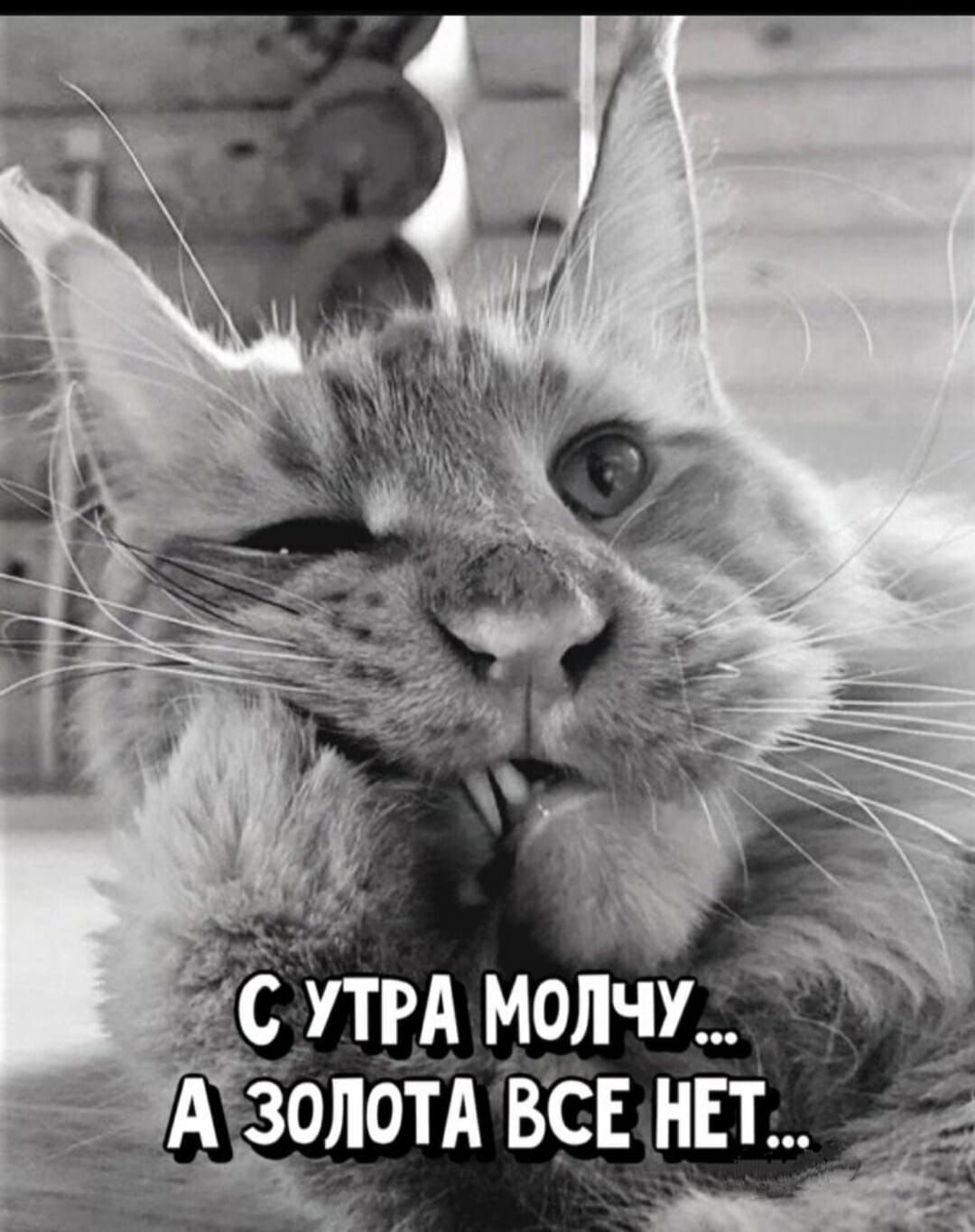 с молчу золотА Все нЕт _