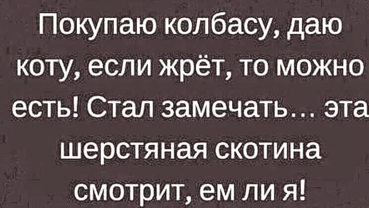 Покупаю колбасу даю коту если жрёт то можно есть Стал замечать эта шерстяная скотина смотрит ем ли я