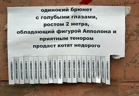 одинокий брюнет голубыми глазами ростом 2 метра обладающий фигурой Аппопвиа приятным юмором продаст копи недаром