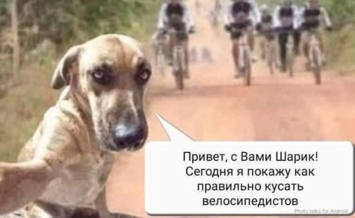 Привет с Вами Шарик Сегодня я покажу как правильно кусать велосипедистов