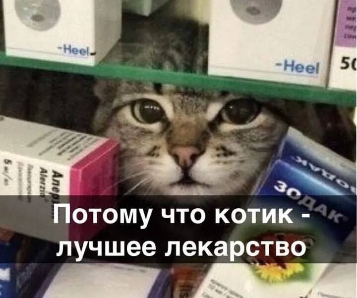 Потому что котик лучшее лекаротво