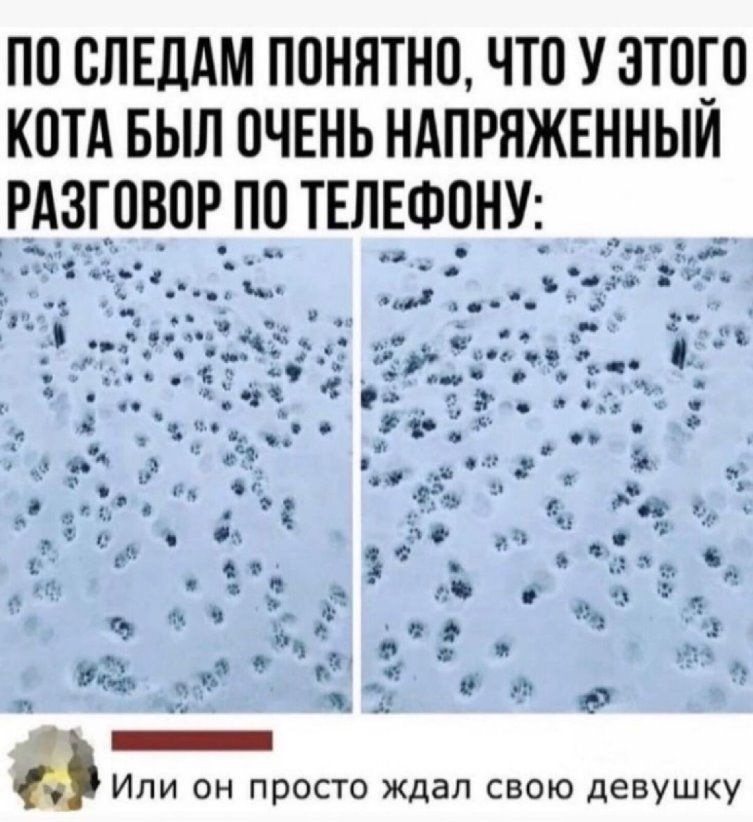 ПП СЛЕДАМ ПОНЯТНО ЧТО У 3Т00 КОТА БЫЛ ОЧЕНЬ НАПРЯЖЕННЫИ Или он просто ждал свою девушку