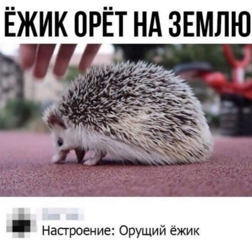 ЁЖИК ОРЁТ НА ЗЕМЛЮ Насгроение Орущий ёжик