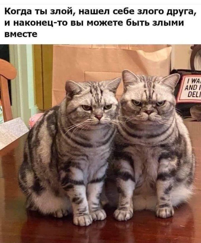 Когда ты злой нашел себе злого друга и наконец то вы можете быть злыми вместе