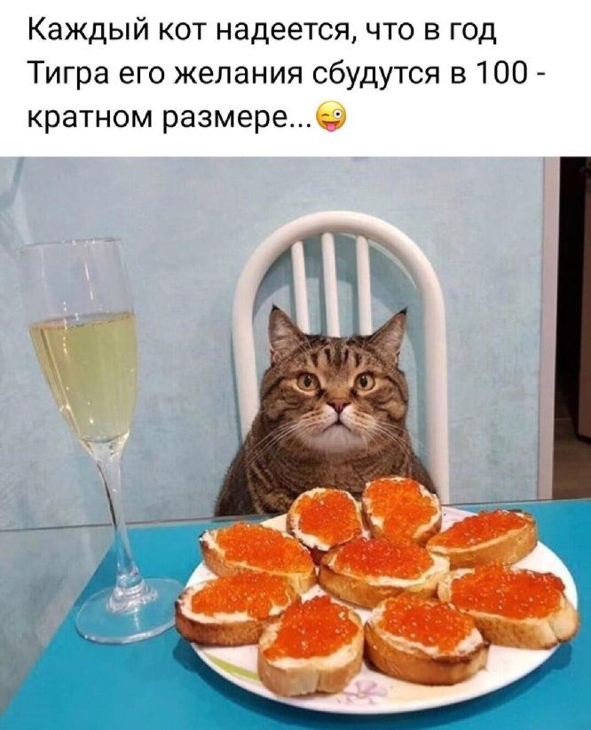 Каждый кот надеется что в год Тигра его желания сбудутся в 100 кратном размере