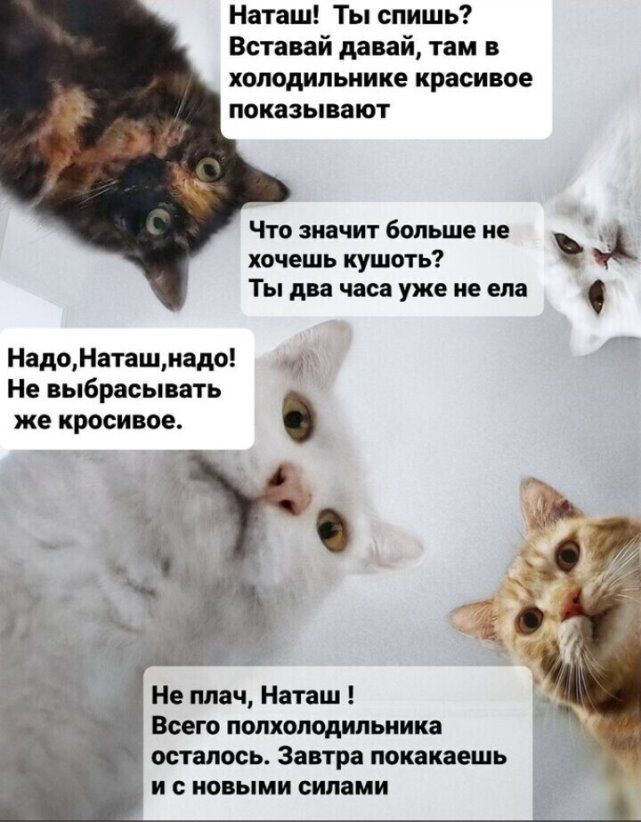 Наташ Ты спишь Вставай давай там в холодильнике красивое показывают Что значит больше НЕ хочешь кушоть Ты два часа уже не ела НадоНаташнадо Не выбрасывать же кросивое и Не плач Наташ Всего полхолодипьиика _ осталось Завтра покакаешь и с новыми силами
