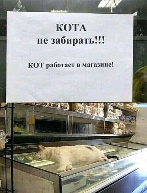 КОТА не забирать КОТ работает в шгашпс