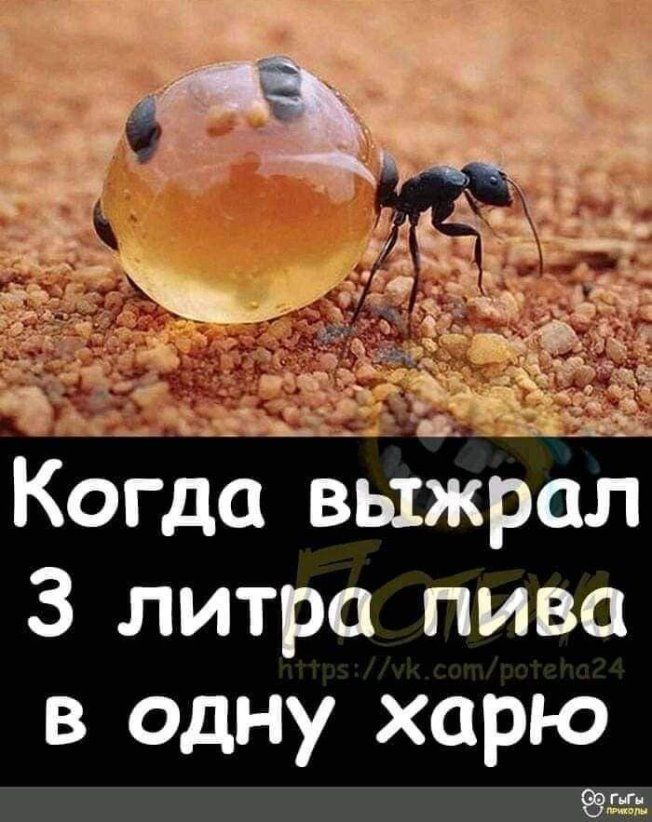 Когда выжрал 3 литра пива в одну харю 955
