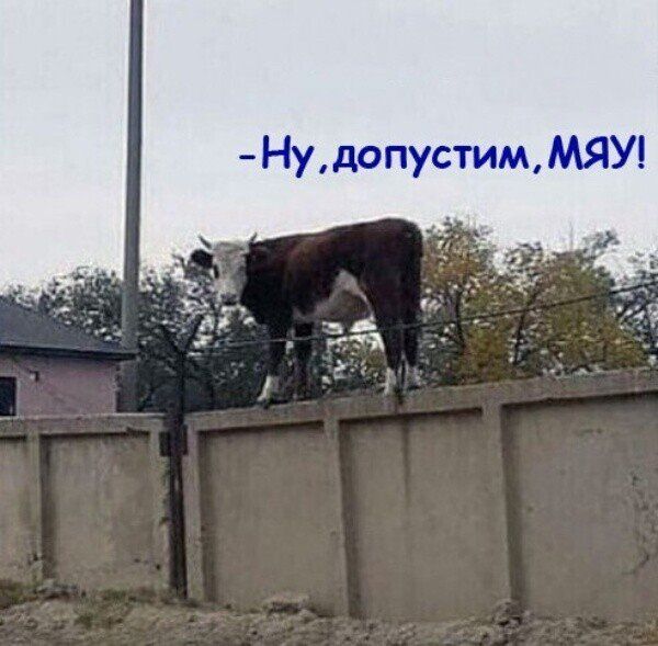 Ну допустим МЯУ