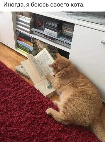 Иногда я боюсь своего кот