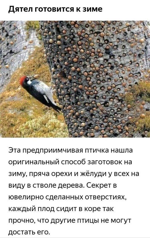 Дятеп готовится к зиме эта предприимчивая птичка нашла оригинальный способ заготовок на зиму, пряча орехи и жёлуди у всех на виду в стволе дерева. Секрет в ювелирно сделанных отверстиях, каждый плод сидит в коре так прочно, что другие птицы не могут достать его.