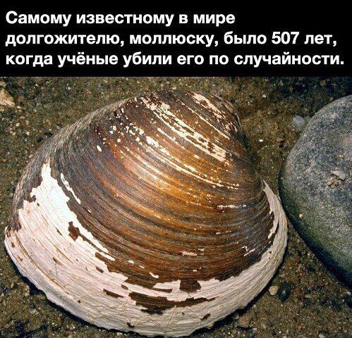 Самому известному в мире долгожителю, моллюску, было 507 лет, когда учёные убили его по случайности.