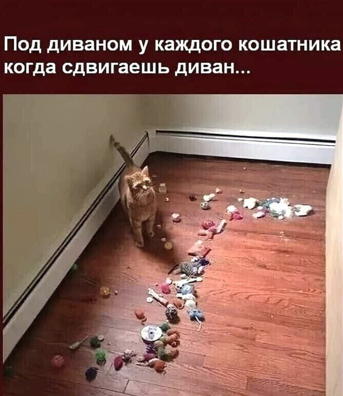 Под диваном у каждого кошатника когда сдвигаешь диван
